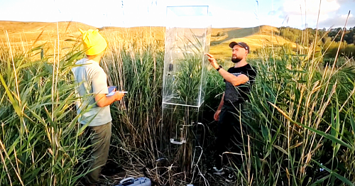YuSU scientists replenish the database on the carbon balance of peatland ecosystems